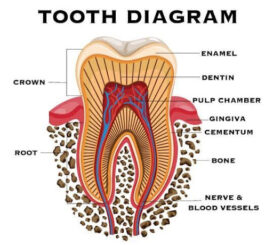 A diagram of a tooth